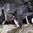Common and thick-billed murres, King Island, Alaska