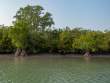 Mangroves_OM53575