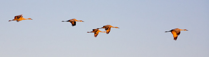 Sandhill cranes in late afternoon sun