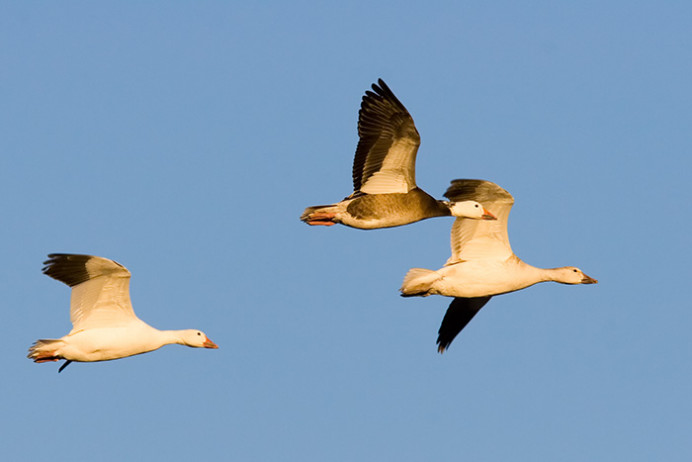 Blue goose and snow geese