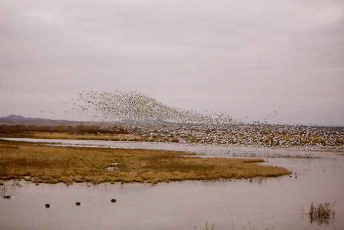 Pre-dawn flyout of snow geese