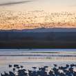 Pre-dawn flight of snow geese