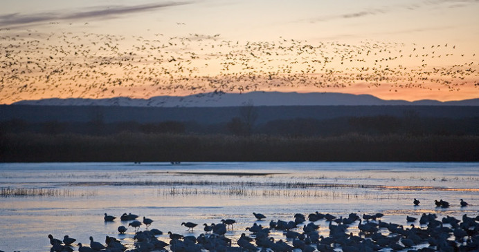 Pre-dawn flight of snow geese