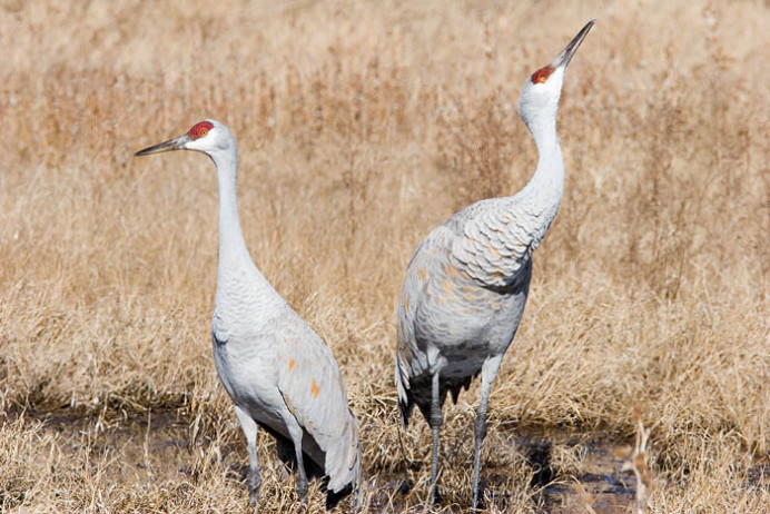 Sandhill cranes, one "craning?"