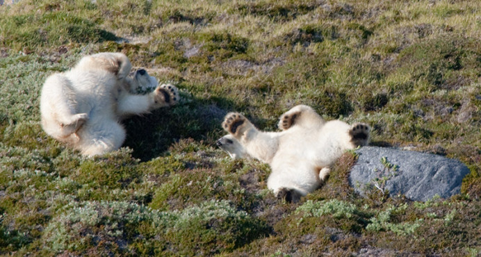 Polar bears rolling in the crowberries, Napassorssuaq Fjord, Greenland