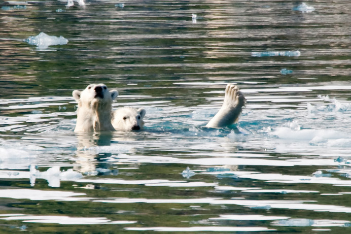 Polar bears, Napassorssuaq Fjord, East Greenland