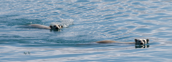Polar bears swimming, near Clipper Adventurer.
