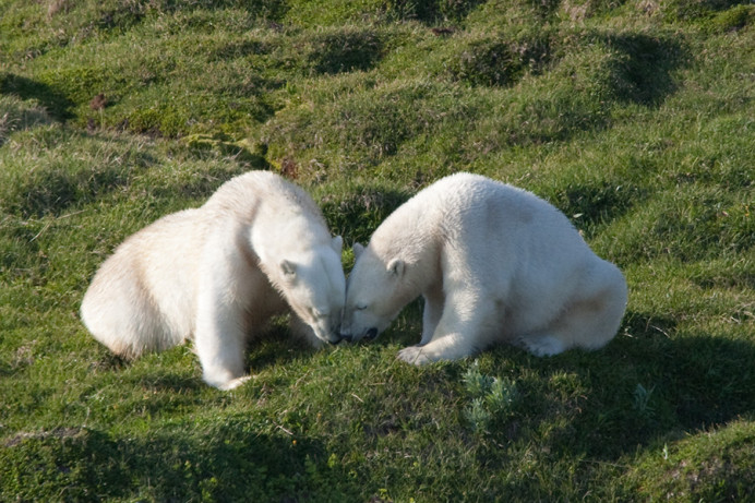 The family that eats together.....
Polar bears, Napassorssuaq Fjord, East Greenland