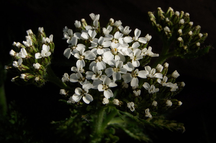 Small white flowers, Brattahlid, Greenland