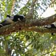 Black-and-white Ruffed Lemurs