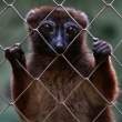 Young Brown Lemur