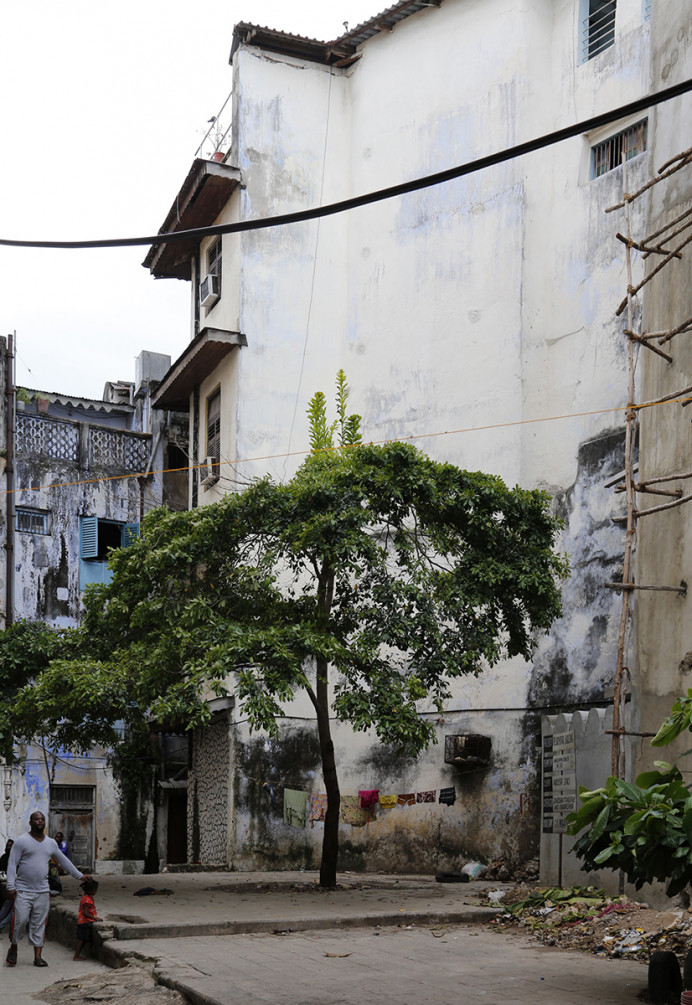 Tree in Stone Town