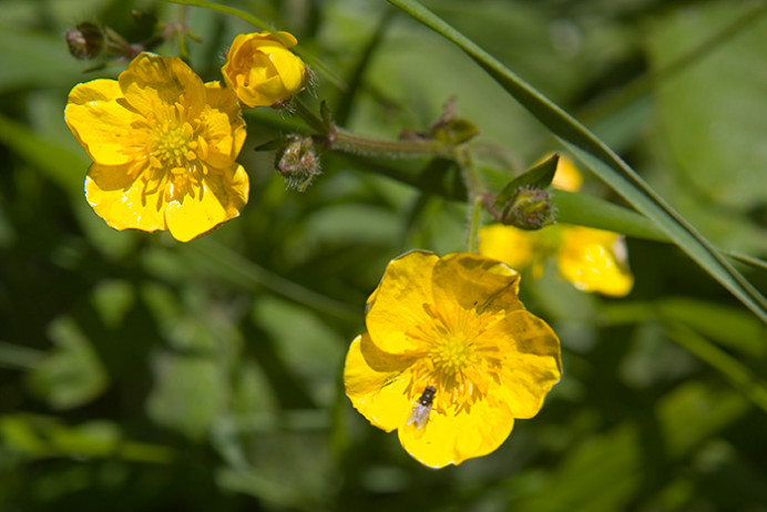 Buttercup with fly, Tresco Abbey Gardens