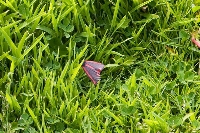 Butterfly, Great Saltee Island, off southeastern coast of Ireland