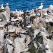 Gannets and murres, Great Saltee Island, off the southeastern coast of Ireland