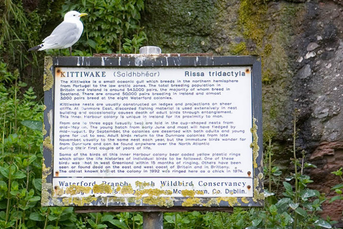 Sign at kittiwake colony, Dunmore. Unusual in that you can walk right up to it on land.
