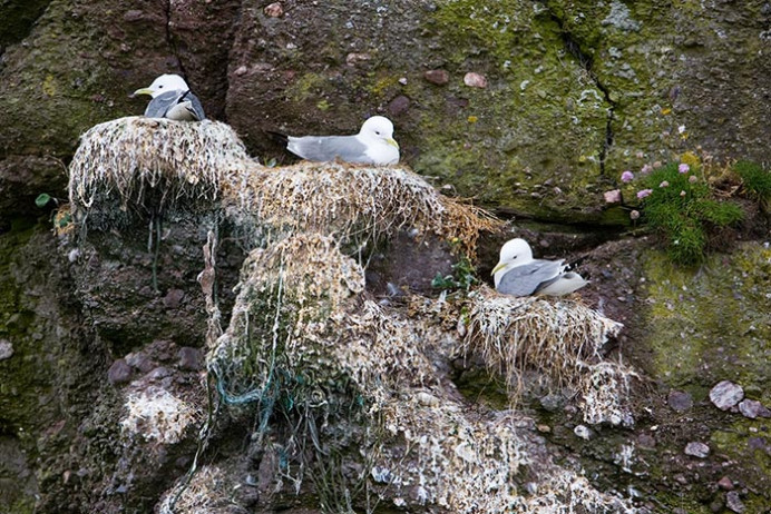 Nesting kittiwakes, Dunmore East, Co. Waterford, Ireland
