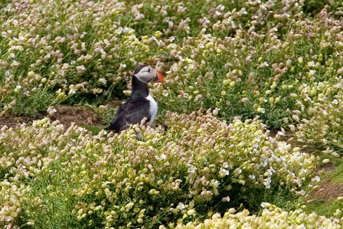 Puffin with campion
