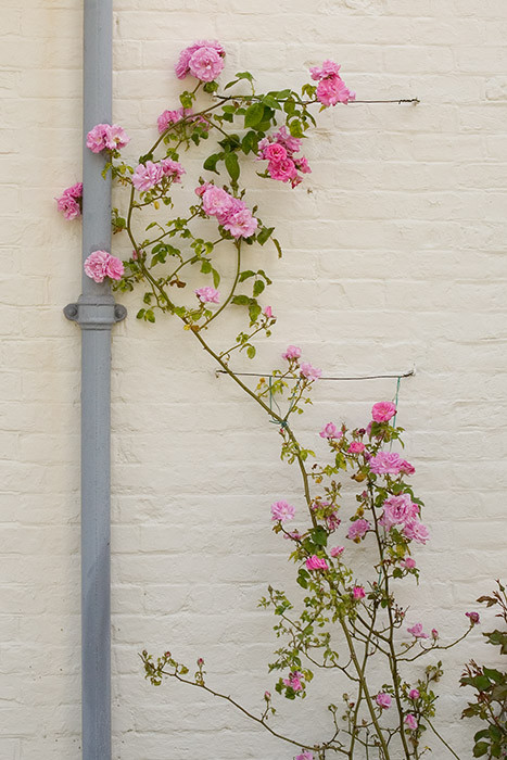 Climbing rose on wall in Salisbury Close
