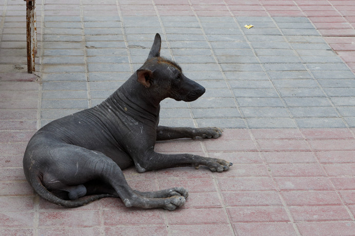 Peruvian hairless dog, Paracas
