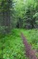 Anchorage Botanical Garden, path in woods.