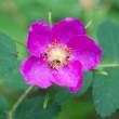 Prickly rose (Rosa acicularis), Anchorage Botanical Garden