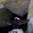 Tufted puffin (Fratercula cirrhata) acting like a cormorant, King Island, Alaska