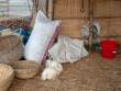 Chickens_OM53329