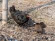 Fowl_OM01542