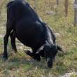 Goat2_OM01554
