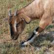 Goat_OM01552