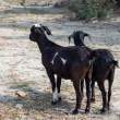 Goats_OM01549