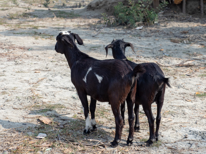 Goats_OM01549