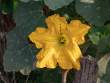 SquashBlossom_OM53431