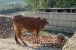 CowSheep_OM53688