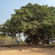 GoatAndTree_OM52531