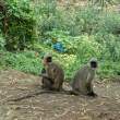 Monkeys_OM52476