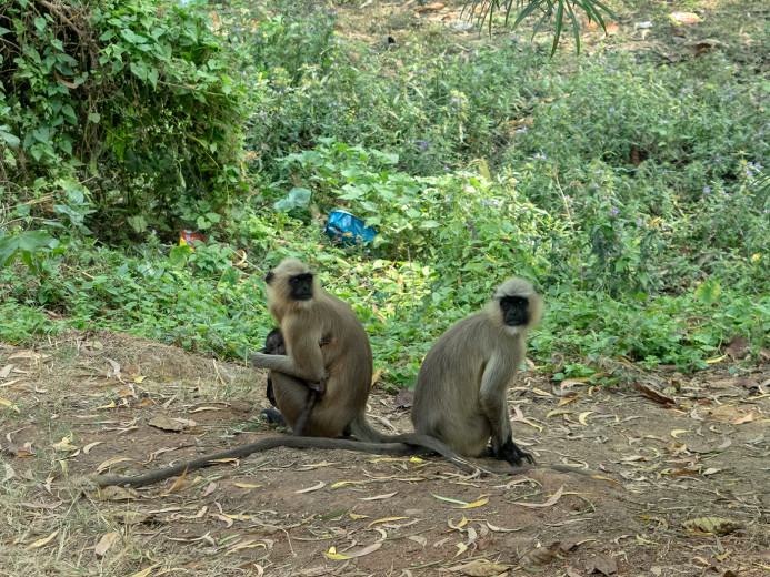 Monkeys_OM52476
