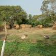RiceStacksAndDung_OM52464