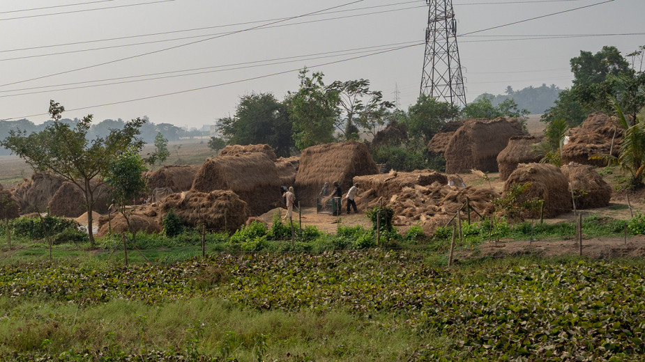 Threshing_OM52333