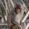 Macaque_OM01255