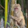 Macaque_OM01259