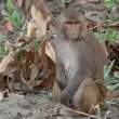 Macaque_OM01261