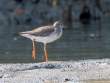 CommonRedshank_OM01619