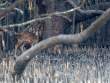 Deer_OM01655