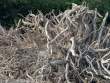 Driftwood_OM01629