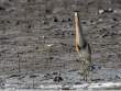 IndianPondHeron2_OM01663