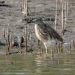 IndianPondHeron_OM01644