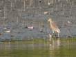 IndianPondHeron_OM01658