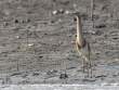 IndianPondHeron_OM01662